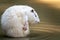 Large white coypu or nutria sits in a shallow pond