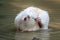 Large white coypu or nutria sits in a shallow pond