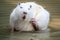 Large white coypu or nutria sits in a shallow pond