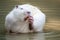 Large white coypu or nutria sits in a shallow pond