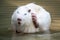 Large white coypu or nutria sits in a shallow pond