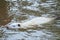 Large white coypu or nutria is swimming in the pond