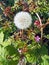 Large white dandelion puffball surrounded by tiny purple flowers and leaves in bright sunlight