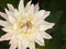 Large white dinner plate dahlia flower with pink edged petals.