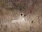 A large white dog with black muzzle and ears lies on a hill against a background of withered grass on a Sunny autumn day. A stray