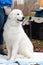 A large white dog Italian Shepherd sits beautifully on a white blanket outside and looks away