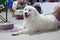 A large white dog is lying on a white floor. The concept of dog training, dog care, grooming, participation in an