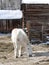 Large white draft horse