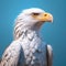 Large white eagle, with its wings spread out and head turned to side. It is standing on blue background, which