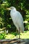 Large white egret standing on a branch with sunny forest clearing in background