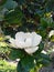 Large white ficus flower