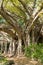 Large white fig or Ficus virens tree in Queens Gardens, Townsville