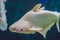 Large white fish with a hump in a tropical aquarium