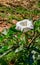 A large white flower of a Datura plant at the bottom of a canyon on the banks of the Colorado River