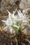 Large white flower Pancratium maritimum