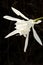 Large white flower Pancratium maritimum