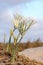 Large white flower Pancratium maritimum