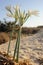 Large white flower Pancratium maritimum