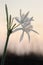 Large white flower Pancratium maritimum