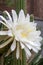 Large white flower of an soehrensia spachiana or white torch cactus