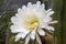 Large white flower of an soehrensia spachiana or white torch cactus