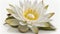 a large white flower with yellow stamens on a white background with a reflection of the petals on the water lily\\\'s petals