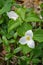 Large White Flowered Trillium