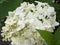 Large white flowerhead of Hydrangea plant