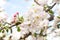 Large white flowers apple tree with beautiful yellow-green core on tree branch, delicate pink unblown buds.
