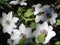 Large white flowers of clematis