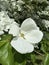 Large white flowers on cornus tree. Spring in Germany