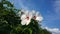 Large white flowers in a garden against a blue sky with clouds closeup
