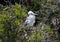 Large white fluffy chick of a frigate bird