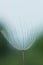 Large white fluffy dandelion flower. Distant relative of dandelion - Salsify. Tragopogon flower