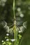 Large white fluffy dandelion flower. Distant relative of dandelion - Salsify. Tragopogon flower. Seeds are borne in fluffy globe