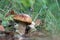 Large white fungus grows in grass