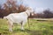 Large white goat with horns in the meadow, tethered on a chain