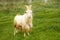 A large white goat with a long hair and big horns walks in the meadow. Near the lake