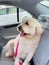 Large White Golden Doodle Dog Anxious to go home in car after day of Grooming