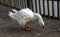 A large white goose with a red beak is walking along a wooden pier in the Pete Sensi Park