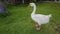 A large white goose stands on a lawn, a large white gander on a green lawn