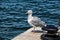 Large white and gray seagull by the anchorage pier