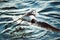 A large white gull catches pieces of bread in the river