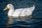 Large white heavy duck also known as America Pekin Duck, Long Island Duck, Pekin Duck, Aylesbury Duck, Anas platyrhynchos