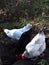 Large White Hens on Farm Land on the outskirts of Burnley