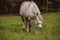 Large white horse close up. Horse standing in a field which his sloping down to the left with some trees as background