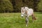 Large white horse close up. Horse standing in a field which his sloping down to the left with some trees as background