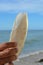 Large white internal shell cuttlebone from sepiidae sea animal in front of ocean