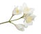 Large white jasmin isolated blooms