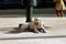 Large white Labrador retriever dog resting comfortably tied to the leg of a statue